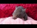 Wombat alarm clock