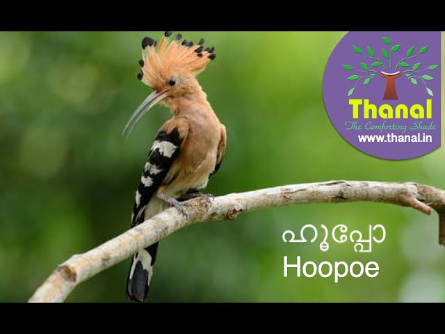 Hoopoe (ഹൂപ്പോ)