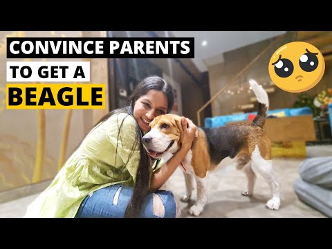 How To Convince Your Parents To Get A Beagle – This Works Every Time!