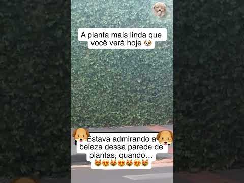 Planta de 4 PATAS😄🐶