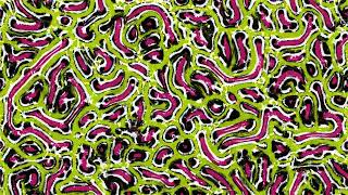Information Physarum Simulation 04 - No Music, Species Example 02 Guide