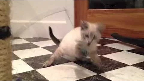 Video 952531: lynx point siamese tabby, lynx playing