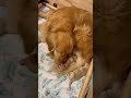 5月16日生まれのゴールデンレトリバーのベビー #goldenretriever #ゴールデンレトリバー #赤ちゃんゴールデン #クレイジヤッコー犬舎 #puppy #shorts
