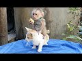 Wow Super Cute Baby Moly Ride On Mother Cat Eating Banana | Moly With Mother Cat