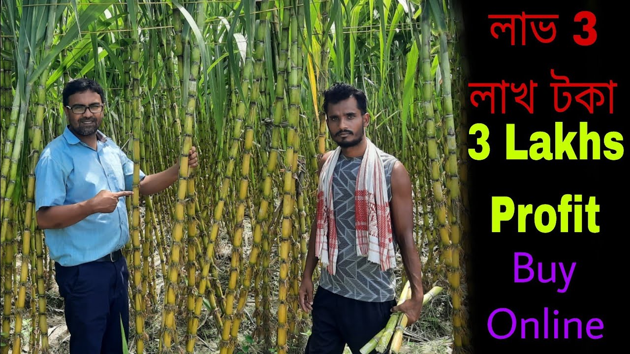 Sugarcane Farming Techniques|Sugarcane Cultivation|Sugarcane Farming in Assam