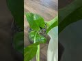 Pothos Hydrocultures #hydroballs #pothos #planttok #everevolvingexotics #tucson #arizona #nature