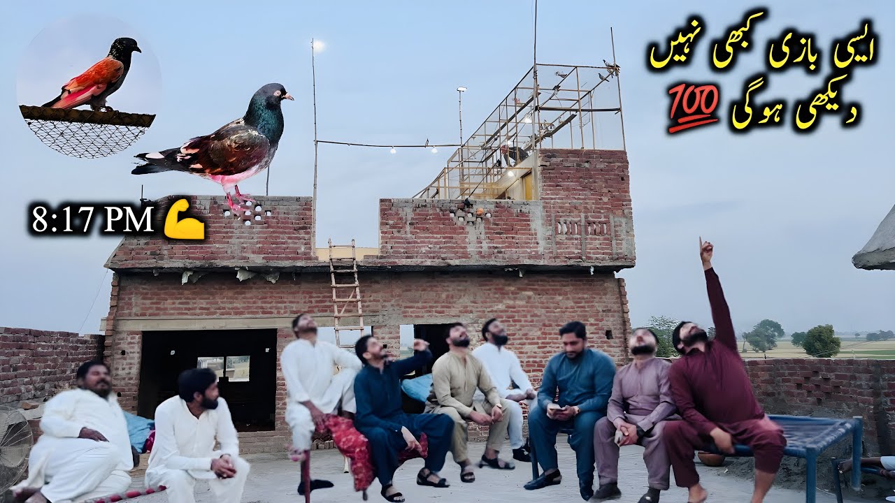 Baazi Ka Pehla Din 🤲 | Baazi Ura Di | Sheikhoo Pigeons Club