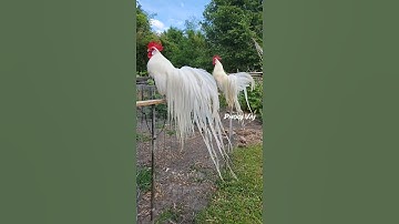 White Bantam Phoenix Qaib Dib Tw Ntev #reels #shorts #chicken #ayam #gallos #poultry #gamefowl