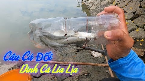 Dỡ Cá Đối Mỏi Tay Cách Câu Cá Không Cần Lưỡi Câu | Gia Đình Cần Giờ .55 |