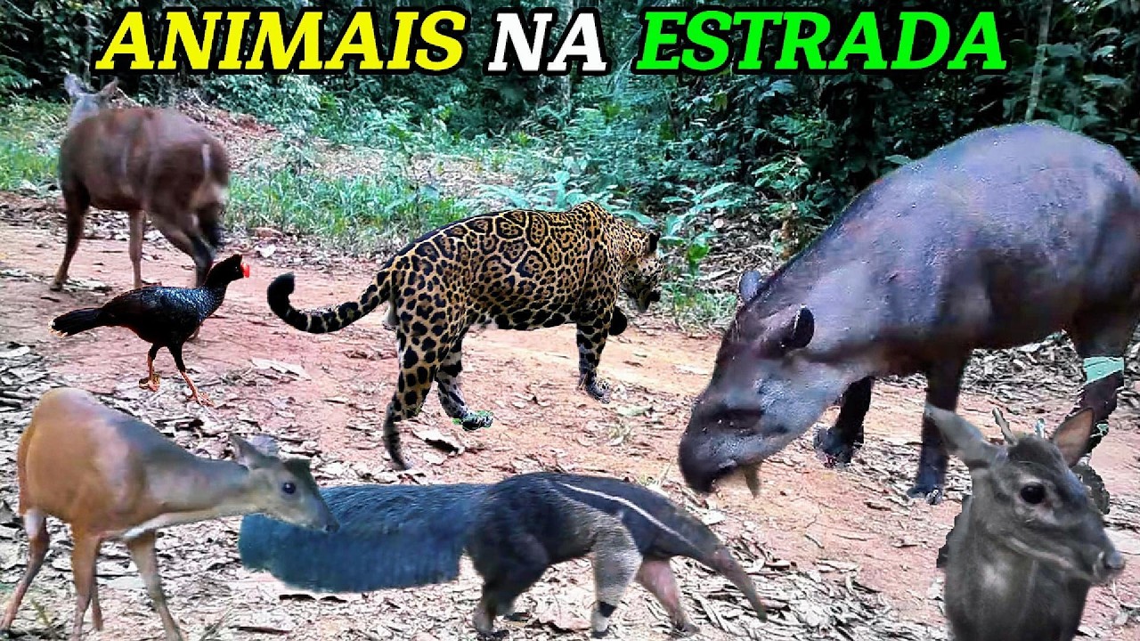 ONÇA PINTADA e Outros Raros Animais da Floresta - Registros Incríveis de Câmeras de Trilha.