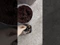 Cách ươm hạt mướp nhanh nảy mầm .￼ How to sow loofah seeds for faster germination.