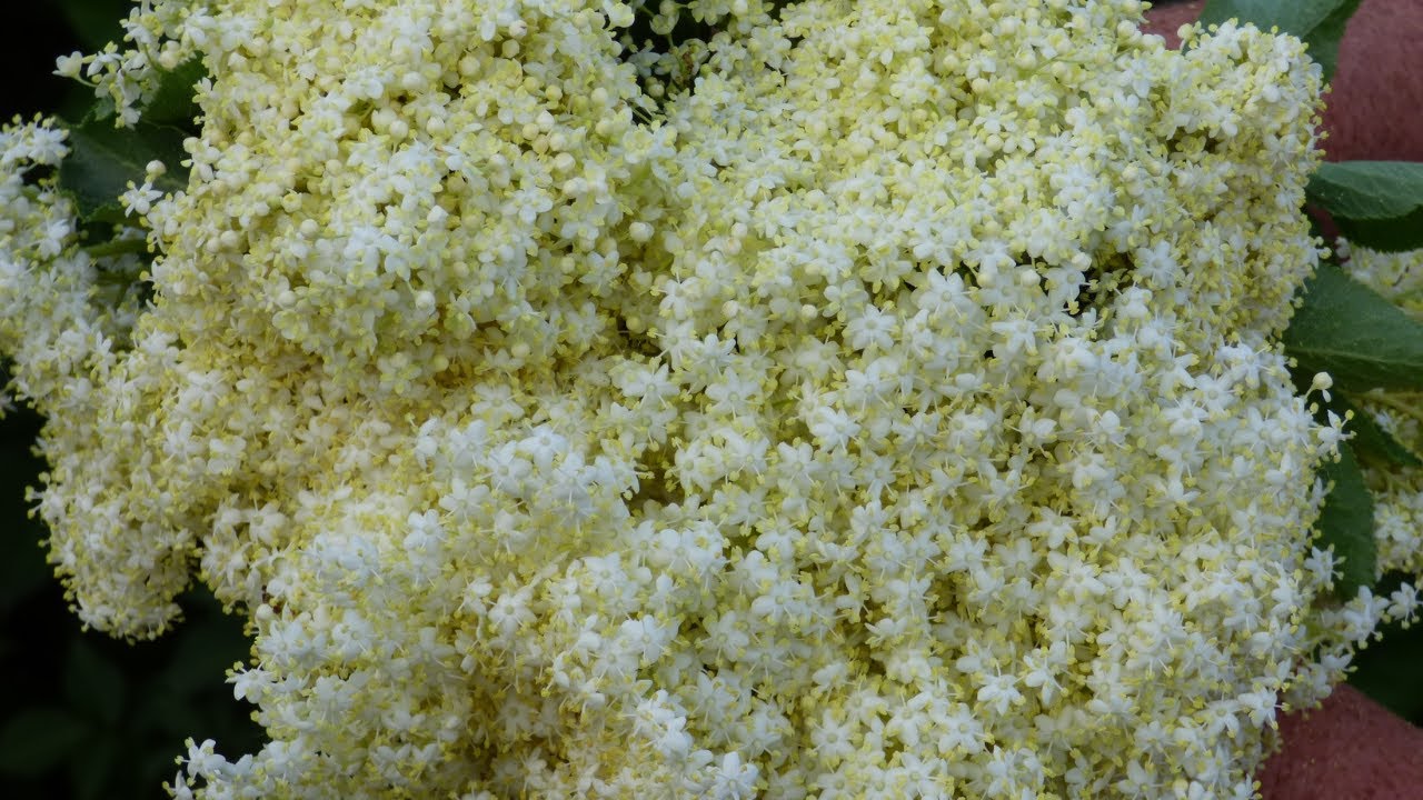 Bodzavirág szárítása gyógyteának