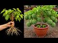 🔴LIVE: Easy Tips for growing sugar apple trees from at home easily with success 100%