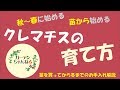 苗から育てるクレマチス解説！植え替えと秋から育てるメリット！