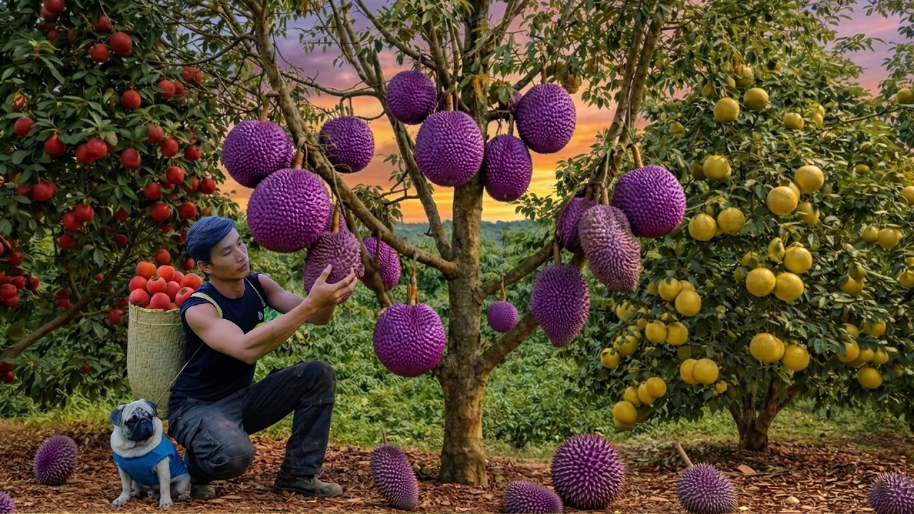 Chairman Leaves The City For The Forest – Harvest Fruits: Sapodilla, Durian, Pomelo To Sell And Cook