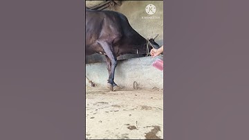 Intravenous infusion of twenty percent dextrose in jugular vein a cow#IV cannulation in cattle