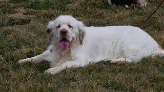 Comparing English Springer Spaniels and Welsh Springer Spaniels