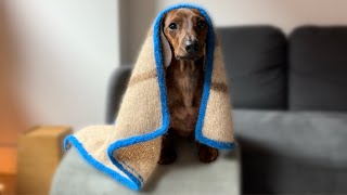 1 minute of cuteness with a mini dachshund