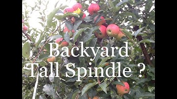 Tall Spindle Apples at Home
