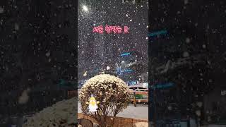 서울 함박눈 2024.1.6(토요일)서울함박눈