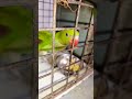 Comedy cute parrot parrotscomedy shortsviral youtubeshorts