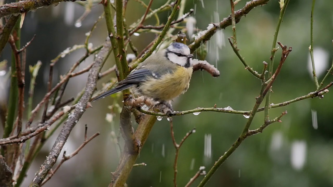 videographer london Eurasian Blue Tit in snow shower. 96fps 1080p, Panasonic GH4