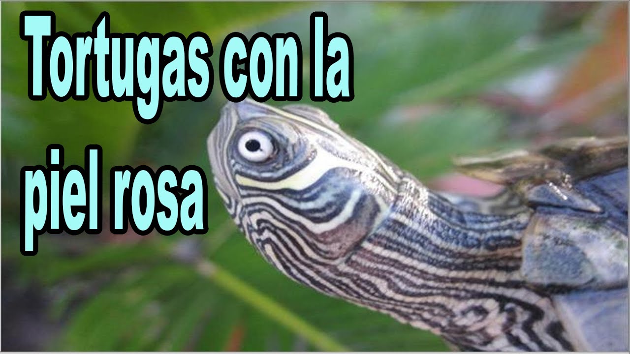Tortugas con la piel Rosa - Septicemia - YouTube