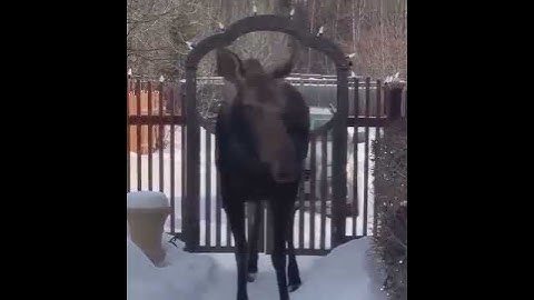 Самый неожиданный гость