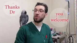 funny parrot by pet's paradise veterinary clinic 8,644 views 4 years ago 44 seconds