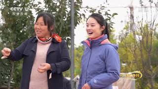 《我的美丽乡村》 20201216 瑞果飘香兆丰年|CCTV农业