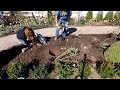 Transplanting Roses & Planting a Boxwood Hedge! 💚🌹 // Garden Answer