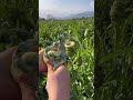 Yapraklar kurutulup bitki çayı oluyor atılmıyor Sipariş için geç kalmayın en taze zamanı#engineering