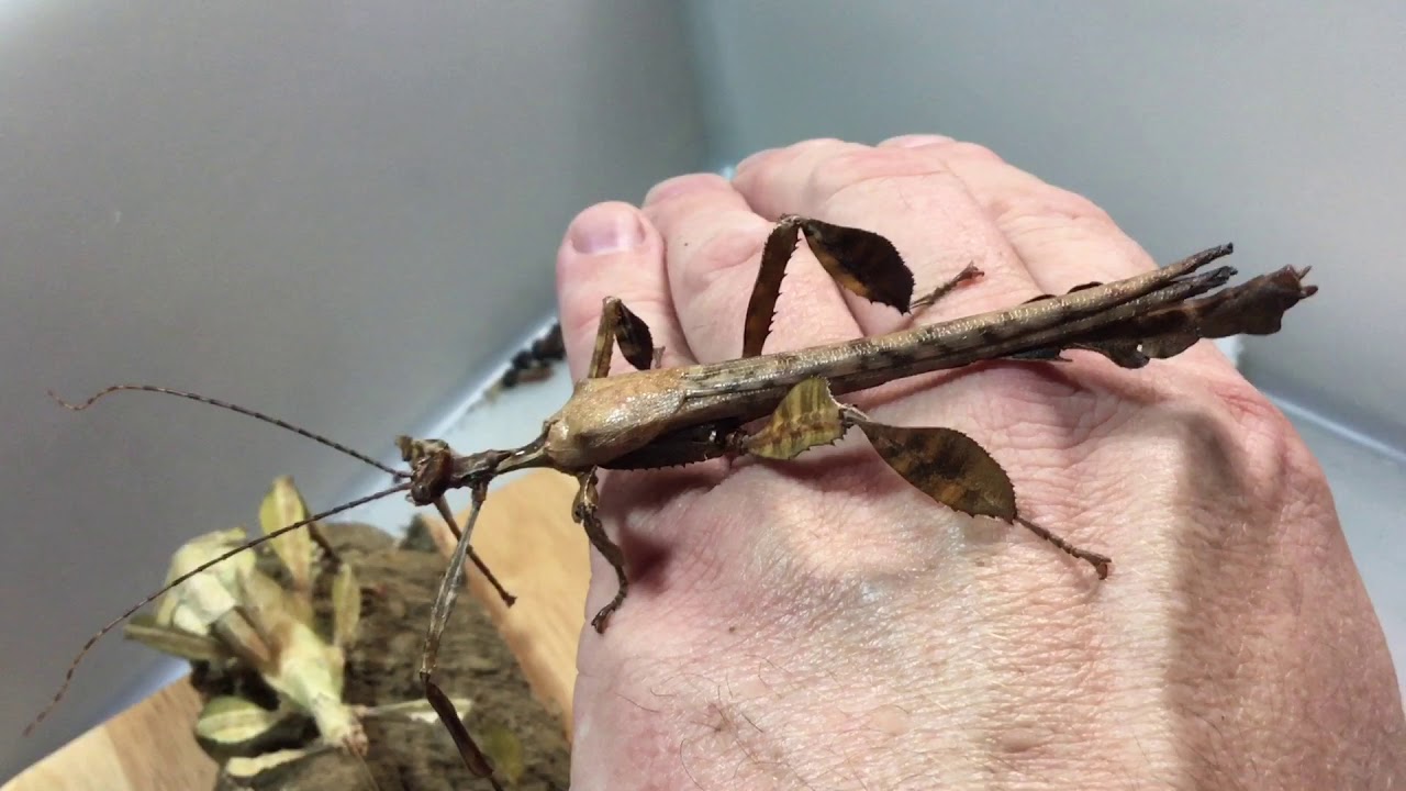 Holy stick insects YouTube