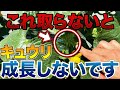 【週末はこの作業!】キュウリ栽培で超大事な基本の〇〇作業について解説します。今の時期にすると大量収穫につながる理由も