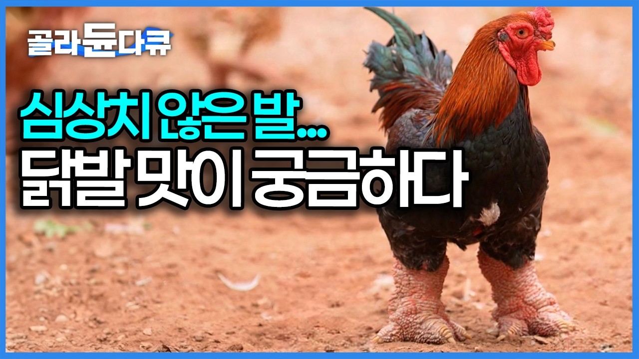 머리는 분명 닭인데 발은 공룡...? 한 마리에 12만 원 드래곤 치킨이라 불리는 동타오 닭｜세계테마기행｜#골라듄다큐