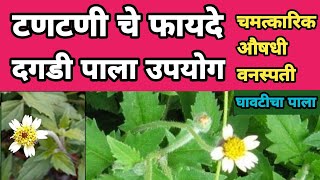 टणटणी चे फायदे | दगडी पाला फायदे | घावटी चा पाला | Tantani che Fayde | Dagdi Pala Upyog