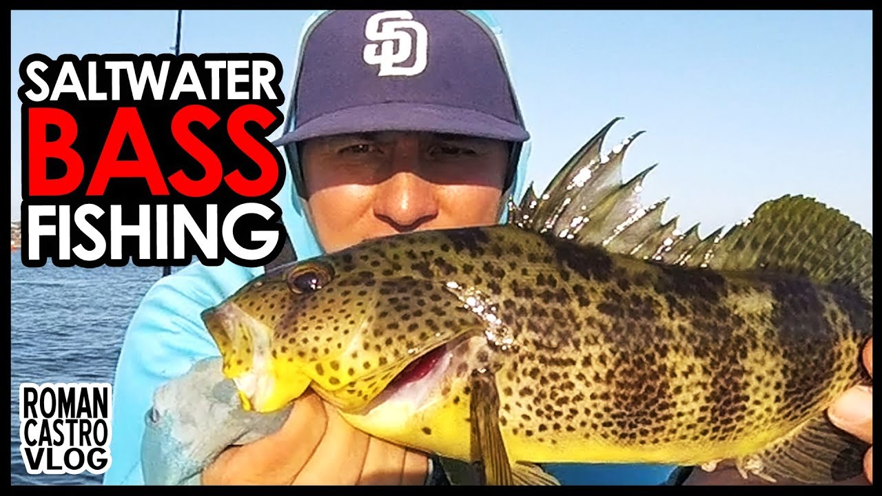 Saltwater Bass Fishing YouTube