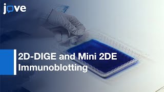 Brain Proteome Study by 2D-DIGE and Mini 2DE Immunoblotting | Protocol Preview