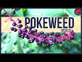 Pokeweed: Only eat this if...