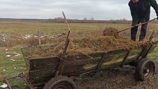 Вивизли гній, багато води: Бізон тягне😎