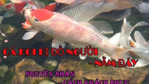 Cá Koi bị Đỏ Mình | Các bệnh thường gặp cá koi | Nguyên Nhân và Cách Điều Trị