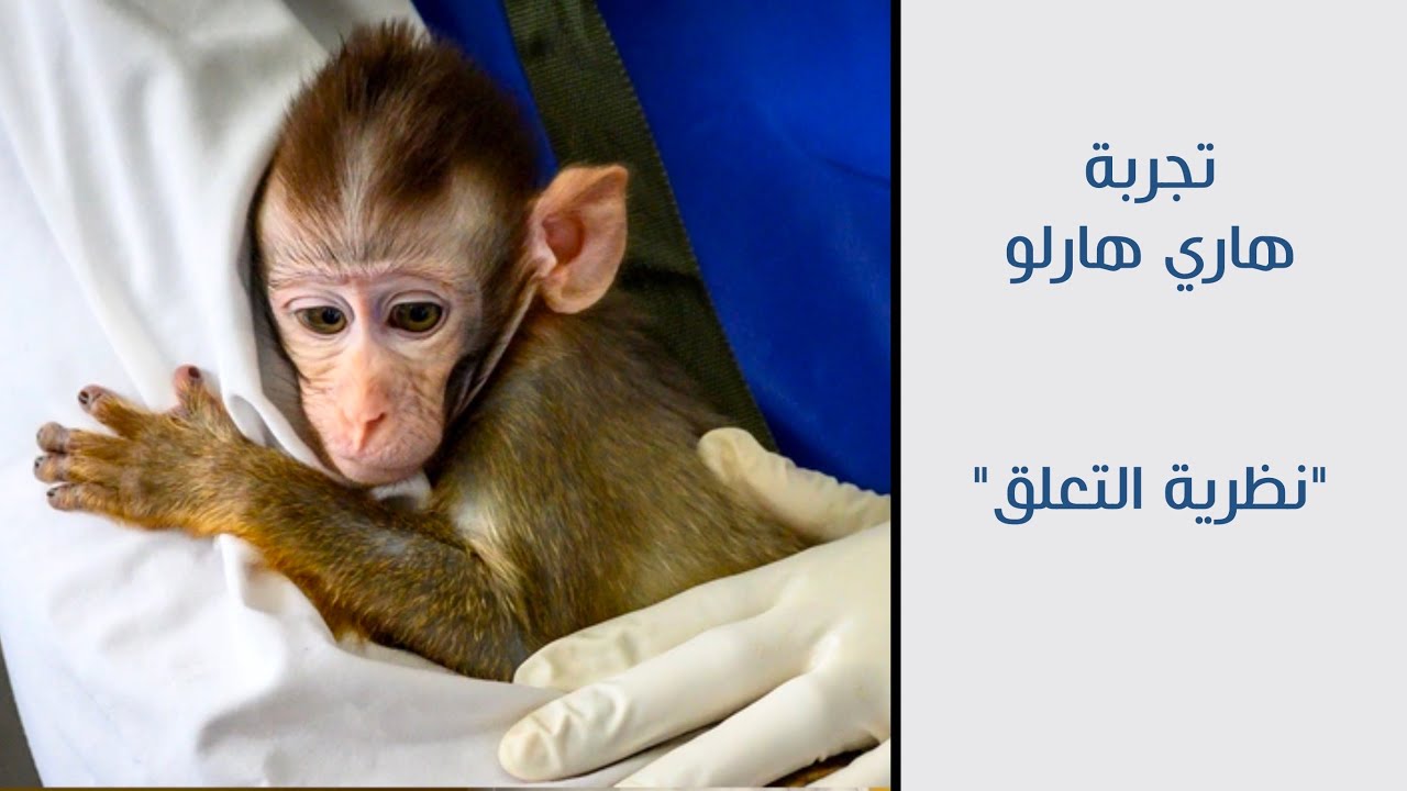 Эксперимент Гарри Харлоу с обезьяной — Теория привязанности — Педагогическая психология