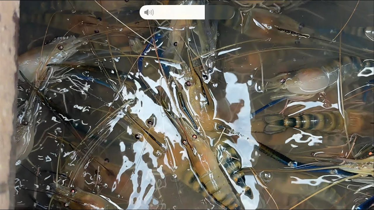 ￼ Chài Trúng ổ Tôm Càng Xanh Kéo Đã Tay