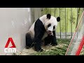 Panda-mic baby: Singapore’s first panda cub born to Kai Kai and Jia Jia at River Safari