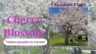 Cherry Blossom | Hidden Paradise in Toronto | Canada Vlogs screenshot 4