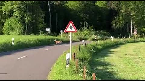 Wolf Jagd Reh in der Nähe von Hamburg.