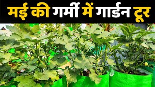 मई की गर्मी में गार्डन टूर | May Month Garden Tour And Update | Terrace & Gardening by Terrace & Gardening 23,091 views 2 weeks ago 28 minutes