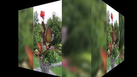 ماتيسر من سورة الكهف من صلاة التهجد بمسجد الهدى النبوي برأس البر بصوت القارئ محمد بن طه السويسي حفظه