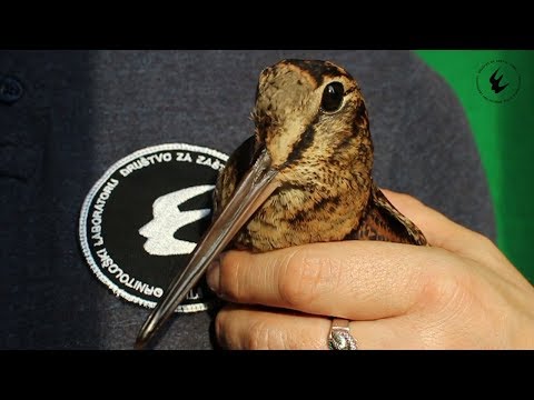 Video: Kako Hraniti Ptice Pozimi