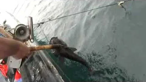 kono black cod fishing